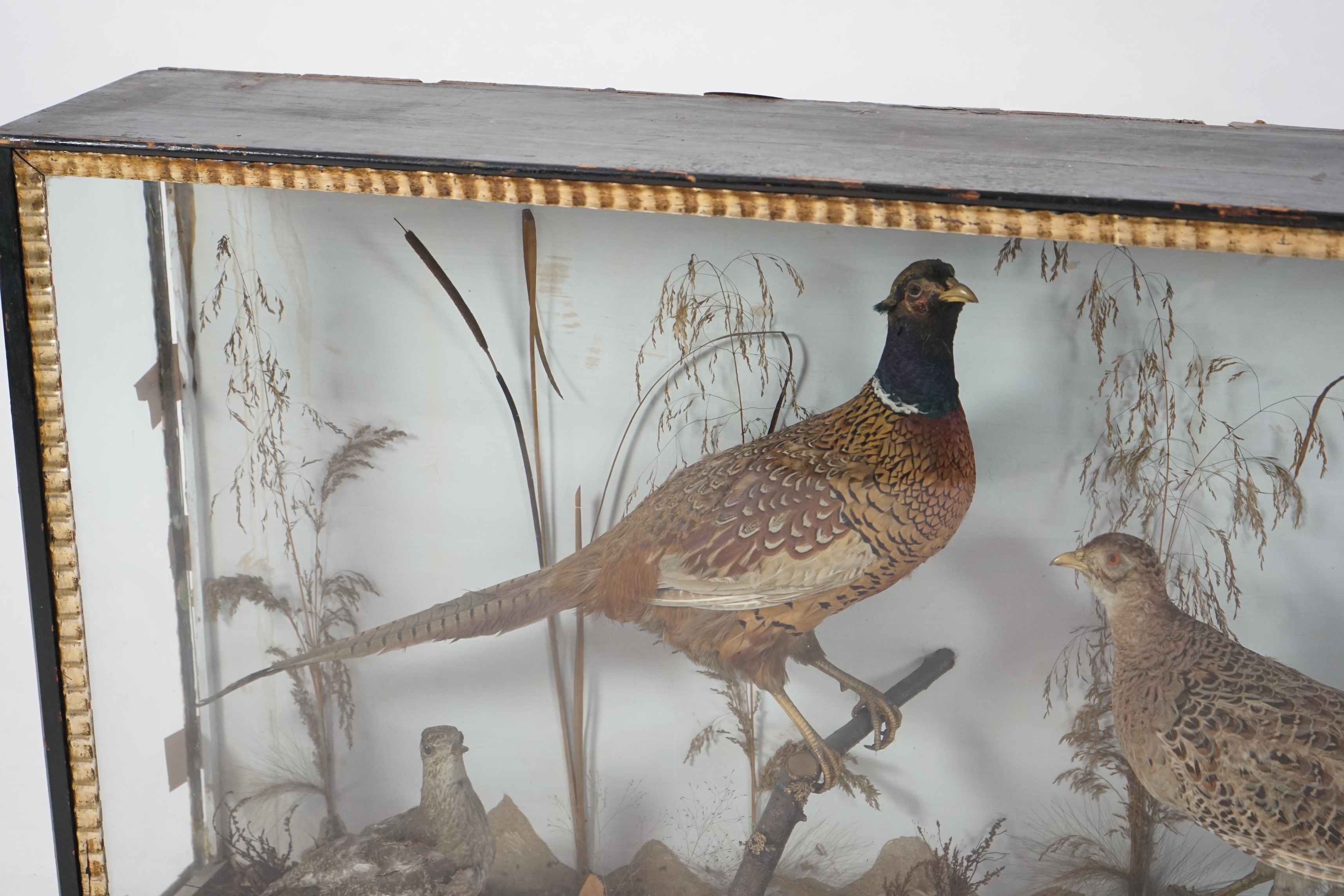 A large late Victorian taxidermy display of a cock and hen pheasant, together with a woodcock and plover, in naturalistic setting, 126cm wide, 24cm deep, 69cm high. Condition - fair